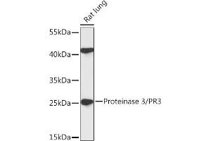 Western blot analysis of extracts of Rat lung, using Proteinase 3/PR3 antibody (ABIN7269719) at 1:1000 dilution. (PRTN3 antibody  (pArg3))