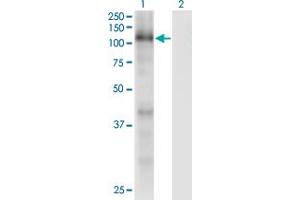 Western Blot analysis of RBL1 expression in transfected 293T cell line by RBL1 monoclonal antibody (M01), clone 1A5.