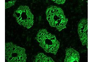 Immunohistochemistry on frozen section of human colon (KRT8 antibody)