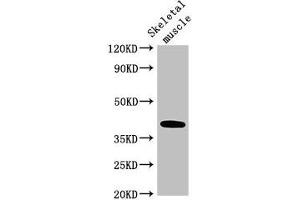Western Blot Positive WB detected in: Mouse skeletal muscle tissue All lanes: ABO antibody at 3. (ABO antibody  (AA 235-354))