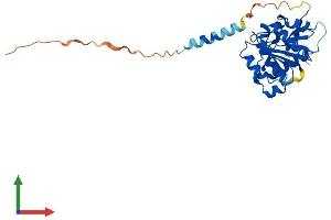AlphaFold protein structure predicition of Human Recombinant ABHD14A Protein, UniprotID Q9BUJ0 (ABHD14A Protein (AA 1-271) (His tag))