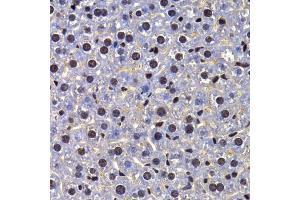 Immunohistochemistry of paraffin-embedded mouse liver using FIP1L1 antibody.