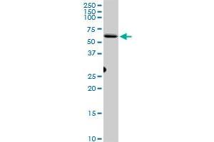 CEP55 MaxPab polyclonal antibody. (CEP55 antibody  (AA 1-464))