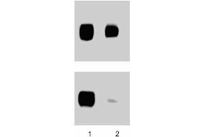 Western blotting for human FAK (pY397). (FAK antibody  (pTyr397))