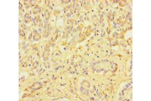 ZSCAN29 antibody  (AA 1-300)