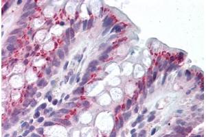 Human Colon (formalin-fixed, paraffin-embedded) stained with IDO1 antibody ABIN292259 at 2. (IDO1 antibody  (AA 129-141))