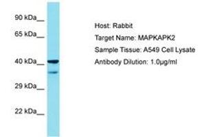 Image no. 1 for anti-Mitogen-Activated Protein Kinase-Activated Protein Kinase 2 (MAPKAPK2) (C-Term) antibody (ABIN6750440) (MAPKAP Kinase 2 antibody  (C-Term))
