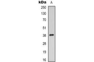 Western blot analysis of mPR gamma expression in HuvEc (A) whole cell lysates. (PAQR5 antibody  (C-Term))