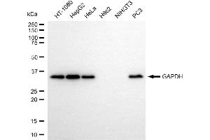 Western blotting analysis using GAPDH antibody (ABIN7798764). (GAPDH antibody)