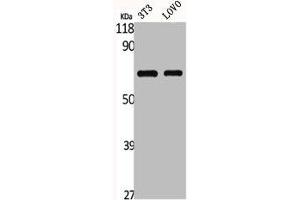 Western Blot analysis of NIH-3T3 LOVO cells using GNL3L Polyclonal Antibody (GNL3L antibody  (Internal Region))