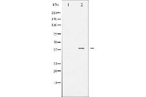 Western blot analysis of JunB phosphorylation expression in HeLa whole cell lysates,The lane on the left is treated with the antigen-specific peptide. (JunB antibody  (pSer259))