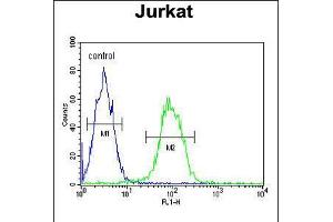 Flow cytometric analysis of Jurkat cells (right histogram) compared to a negative control cell (left histogram). (TMEM150A antibody  (AA 81-108))