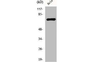 Western Blot analysis of HeLa cells using Phospho-LIMK-1/2 (T508/505) Polyclonal Antibody (LIM Domain Kinase 1/2 (LIMK1/2) (pThr505), (pThr508) antibody)