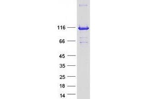 Validation with Western Blot (Caprin-1 Protein (Transcript Variant 1) (Myc-DYKDDDDK Tag))