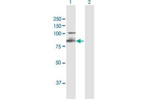 Western Blot analysis of ITGB7 expression in transfected 293T cell line by ITGB7 MaxPab polyclonal antibody.