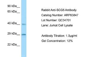 Western Blotting (WB) image for anti-Secretogranin V (7B2 Protein) (SCG5) (N-Term) antibody (ABIN2789643) (SCG5 antibody  (N-Term))