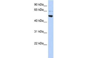 WB Suggested Anti-AP3M2 Antibody Titration: 0. (AP3M2 antibody  (Middle Region))