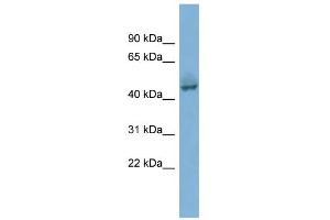 WB Suggested Anti-PYGO1 Antibody Titration:  0. (PYGO1 antibody  (Middle Region))