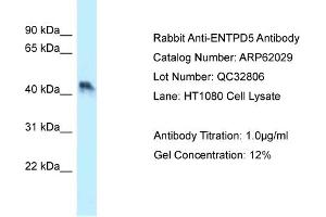 Western Blotting (WB) image for anti-Ectonucleoside Triphosphate diphosphohydrolase 5 (ENTPD5) (N-Term) antibody (ABIN970632) (ENTPD5 antibody  (N-Term))