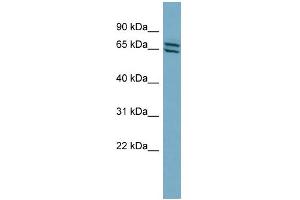 WB Suggested Anti-PDE1C Antibody Titration: 0. (PDE1C antibody  (Middle Region))