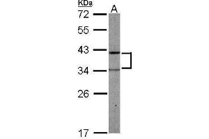 PRPSAP2 anticorps