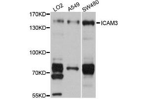 Western blot analysis of extracts of various cells, using ICAM3 antibody. (ICAM-3/CD50 antibody)