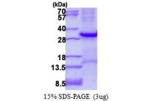 Image no. 1 for Tryptase alpha/beta 1 (TPSAB1) protein (His tag) (ABIN1098685) (TPSAB1 Protein (His tag))