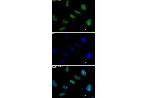 Histone H1 antibody tested by immunofluorescence. (Histone H1 antibody)