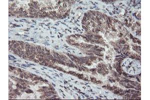 Image no. 2 for anti-Tryptophan 2,3-Dioxygenase (TDO2) antibody (ABIN1501352) (TDO2 antibody)