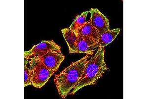 Immunofluorescence analysis of Hela cells using MSH6 mouse mAb (green). (MSH6 antibody  (AA 374-540))