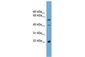 WBP4 抗体  (AA 35-84)