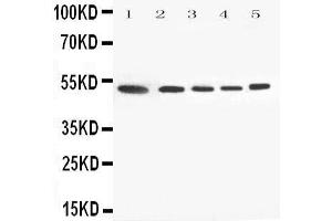 Western Blotting (WB) image for anti-Annexin A7 (ANXA7) (AA 445-460), (C-Term) antibody (ABIN3044073) (Annexin VII antibody  (C-Term))