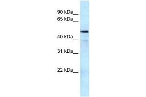 WB Suggested Anti-KAT5 Antibody Titration: 1.