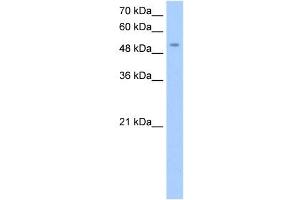 MFNG antibody used at 0.