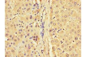 GJB1 antibody  (AA 215-283)