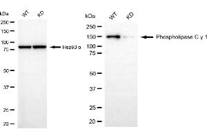 Western blotting analysis using phospholipase C gamma 1 antibody (ABIN7799824). (Recombinant Phospholipase C gamma 1 antibody)