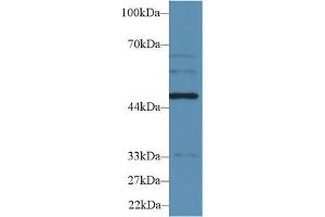 Western Blot; Sample: Human HepG2 cell lysate; Primary Ab: 2µg/ml Rabbit Anti-Rat WARS Antibody Second Ab: 0. (WARS antibody  (AA 140-347))