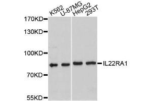 Western blot analysis of extracts of various cell lines, using IL22RA1 antibody. (IL22 Receptor alpha 1 antibody)
