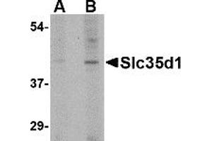 Western Blotting (WB) image for anti-Solute Carrier Family 35 (UDP-Glucuronic Acid/UDP-N-Acetylgalactosamine Dual Transporter), Member D1 (SLC35D1) (C-Term) antibody (ABIN1030675) (SLC35D1 antibody  (C-Term))