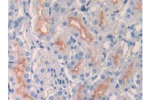 IHC-P analysis of Mouse Kidney Tissue, with DAB staining. (MME antibody  (AA 455-750))