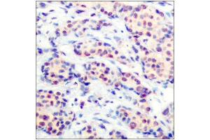 Immunohistochemistry (IHC) image for anti-Jun D Proto-Oncogene (JUND) (Ser255) antibody (ABIN1848124) (JunD antibody  (Ser255))