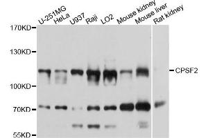 Western blot analysis of extracts of various cells, using CPSF2 antibody. (CPSF2 antibody)