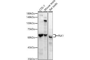 Western blot analysis of extracts of various cell lines, using PLK1 antibody (ABIN7269436) at 1:1000 dilution. (PLK1 antibody)
