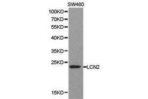 Western Blotting (WB) image for anti-Lipocalin 2 (LCN2) antibody (ABIN1873521) (Lipocalin 2 antibody)