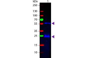 Western Blot of Donkey anti-Guinea Pig IgG Fluorescein Conjugated Antibody. (Donkey anti-Guinea Pig IgG (Heavy & Light Chain) Antibody (FITC) - Preadsorbed)