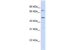 WB Suggested Anti-KREMEN1 Antibody Titration:  0. (KREMEN1 antibody  (N-Term))