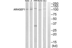 Western Blotting (WB) image for anti-rho Guanine Nucleotide Exchange Factor (GEF) 1 (ARHGEF1) (Internal Region) antibody (ABIN1852025) (ARHGEF1 antibody  (Internal Region))