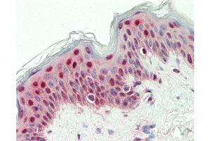 Anti-SYNCRIP / HnRNP Q antibody IHC staining of human skin. (SYNCRIP antibody  (HRP))