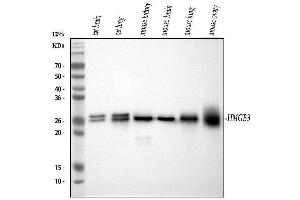 Western blot analysis of HMGB3 using anti-HMGB3 antibody (ABIN7603127). (HMGB3 antibody  (N-Term))
