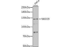 Western blot analysis of extracts of HeLa cells, using NEDD9 antibody (ABIN1873870) at 1:1000 dilution.